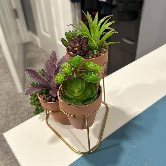 Mini Succulent Plant Set with Stand - Picture 3 of 6